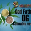 God Father OG Cannabis Seeds (god father og strain) (god father og seeds) godfather og bud seeds, godfather kush seeds