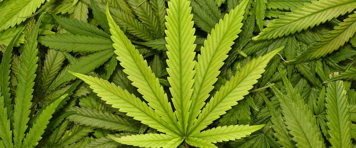 Marijuana leaf image